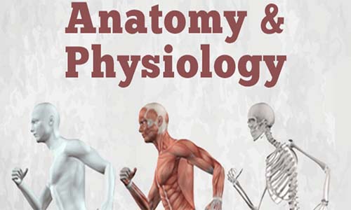 Anatomy & Physiology