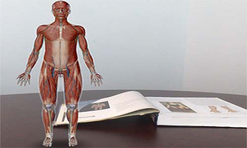 Anatomical Terminology | Healthcare Professional