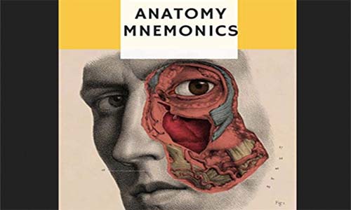 Anatomy Mnemonics